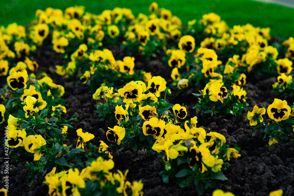 Obraz premium Flores un dia de primavera 