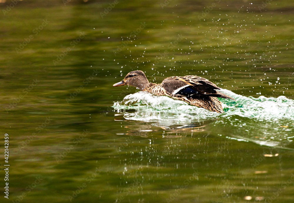Duck on the lake with peaceful water, Vrelo Bosne, Bosnia and Herzegovina Duck on the lake with peaceful water, Vrelo Bosne, Bosnia and Herzegovina