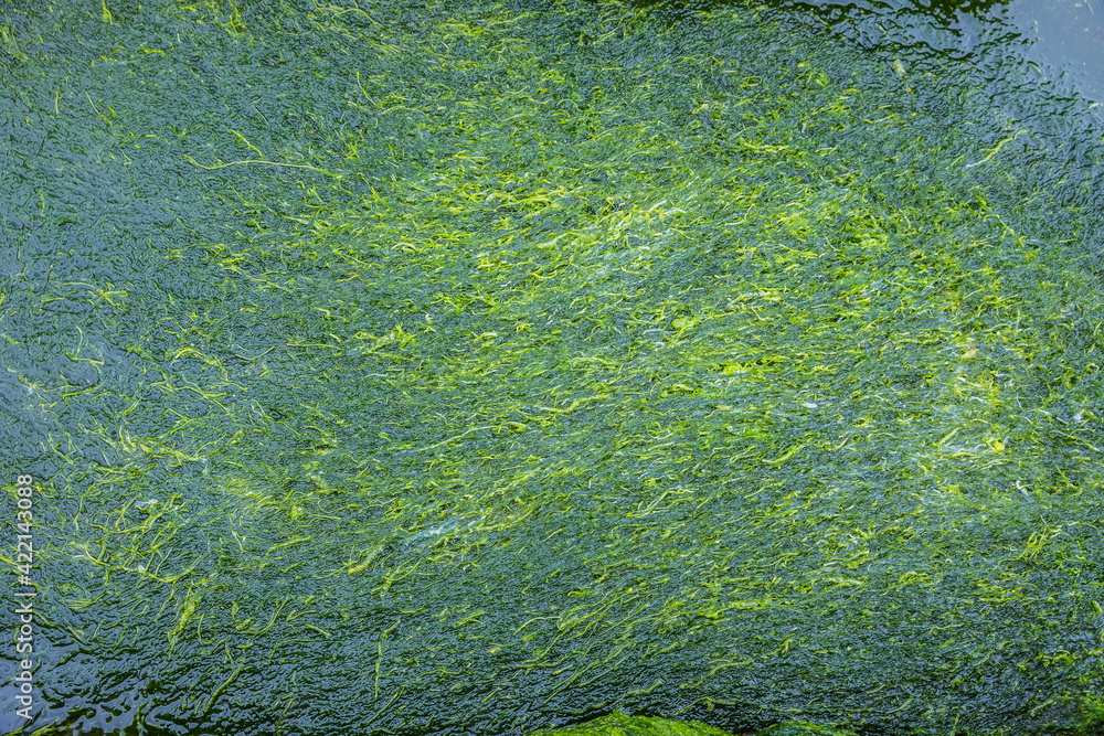 Texture of seaweed growing on stones Texture of seaweed growing on stones