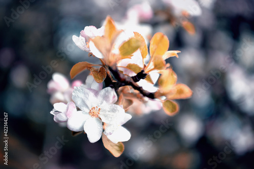 Wiosenny sad i gałąź kwitnącej jabłoni © anettastar