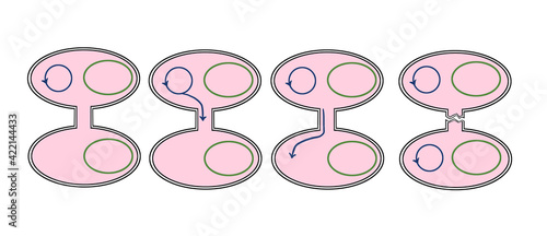 Schematic view of conjugation in bacteria. 