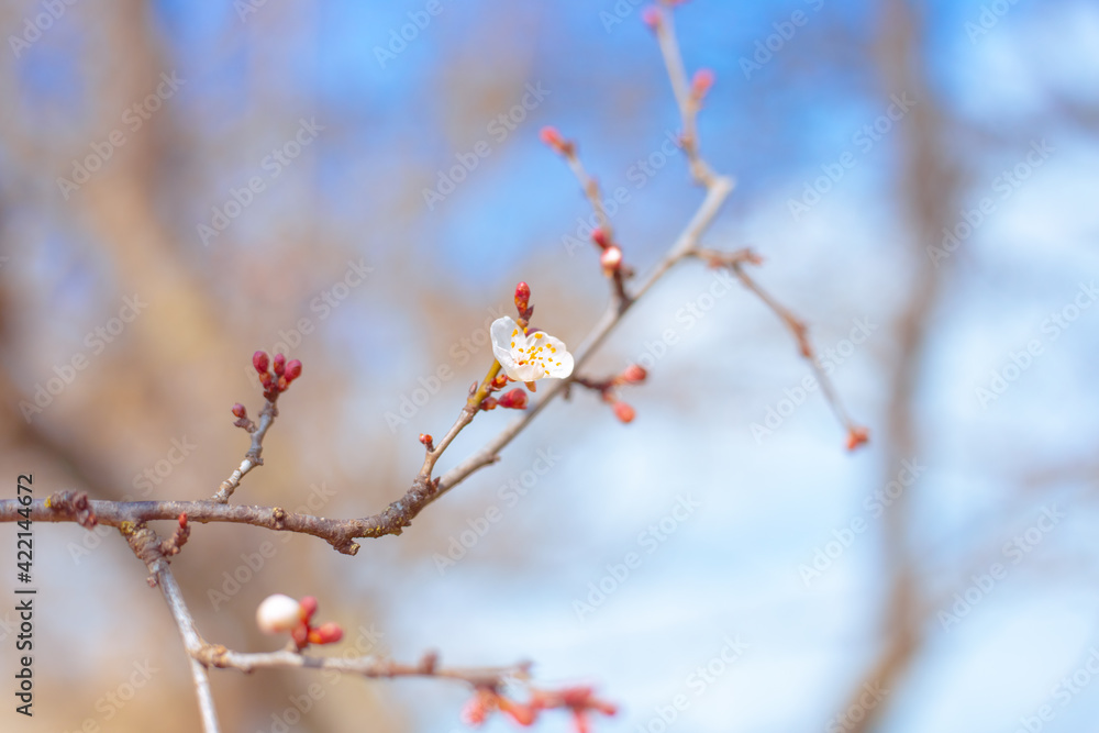 Young blossoming sakura branch on a sunny spring day. Awakening a new life. Beautiful floral background, atmospheric mood. Selective focus Young blossoming sakura branch on a sunny spring day. Awakening a new life. Beautiful floral background, atmospheric mood. Selective focus