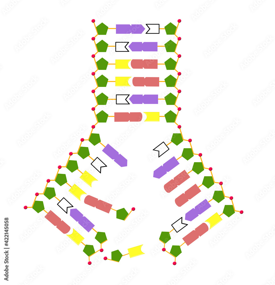 dna's self match illustrated expression.