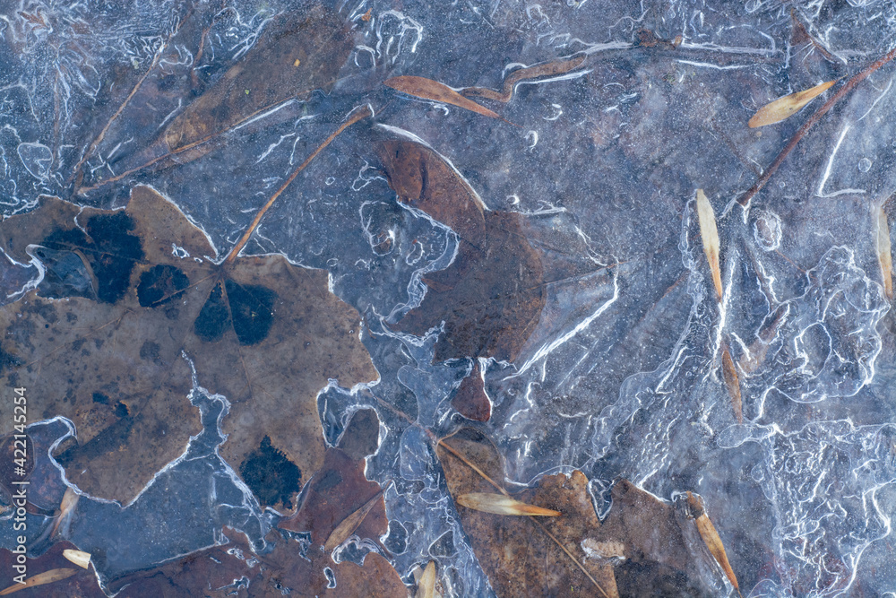 leaves frozen in ice on the ground leaves frozen in ice on the ground