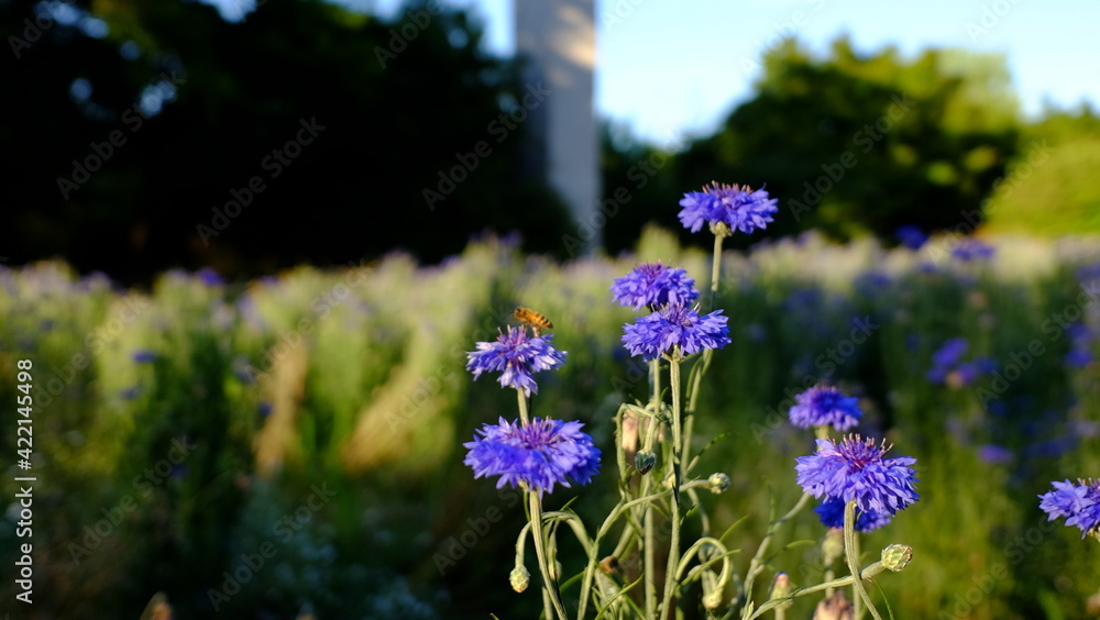 Obraz premium flowers and a bee in the field
