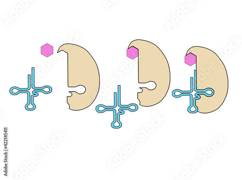 Obraz na plátně biology subject. amino acid rna connection.