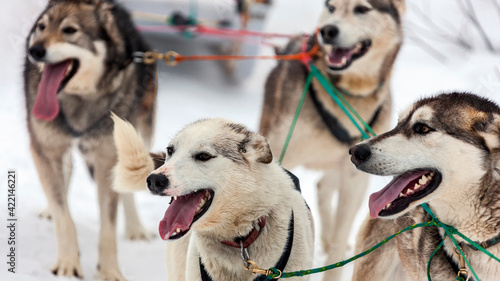 Native sled dogs or huskies in a sled during spring training in the snow.