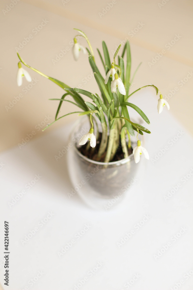 Conceptual photo.Snowdrop flowers in vase on white background. Springtime. Easter decor. Snowdrop in glass pot Conceptual photo.Snowdrop flowers in vase on white background. Springtime. Easter decor. Snowdrop in glass pot