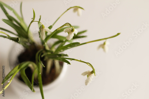 Conceptual photo.Snowdrop flowers in vase on white background. Springtime. Easter decor. Snowdrop in glass pot