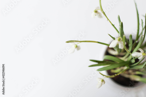 Conceptual photo.Snowdrop flowers in vase on white background. Springtime. Easter decor. Snowdrop in glass pot