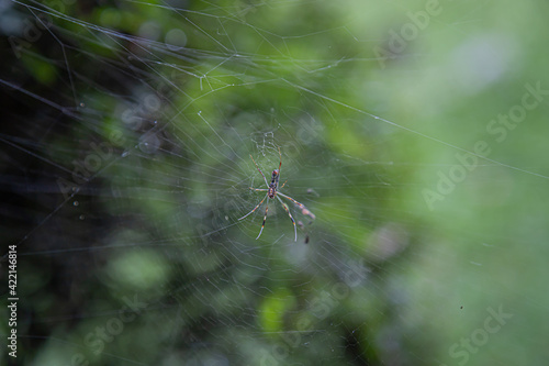 Spiders on cobweb in garden with blurred background