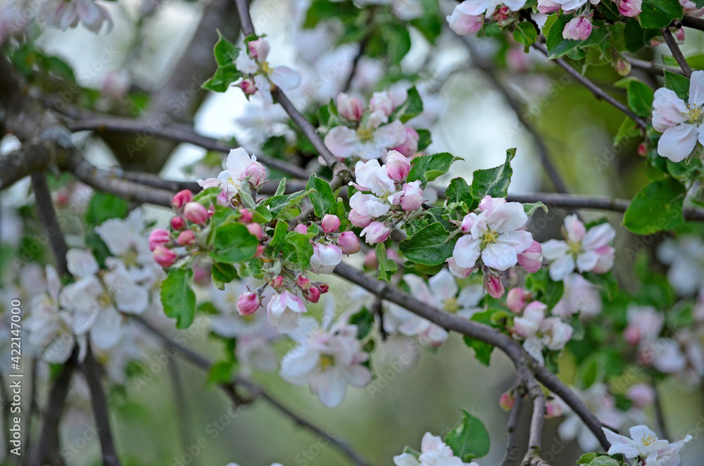 Blooming apple-tree buds in spring close-up. Blooming apple-tree buds in spring close-up.