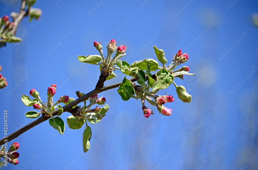 Blooming apple-tree buds in spring close-up.