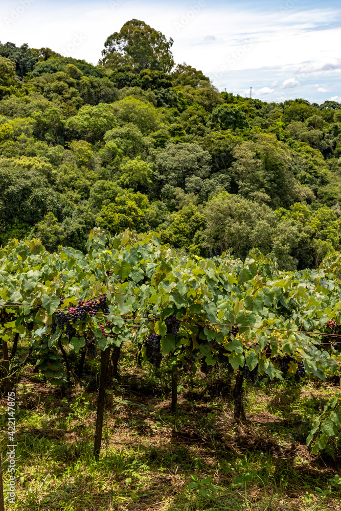 Vineyards and forest