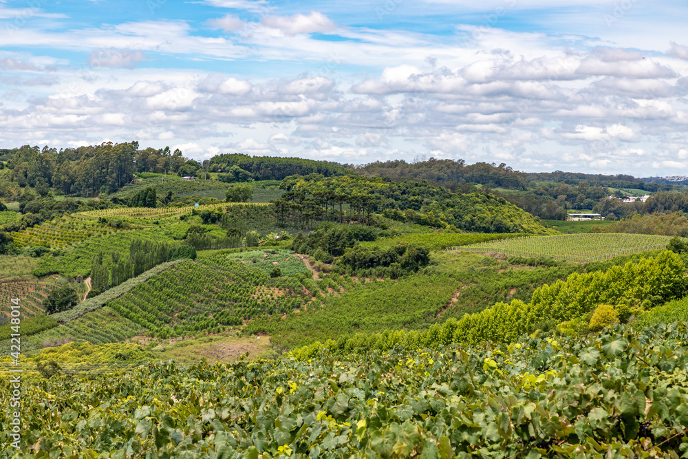 Vineyards and farm fields