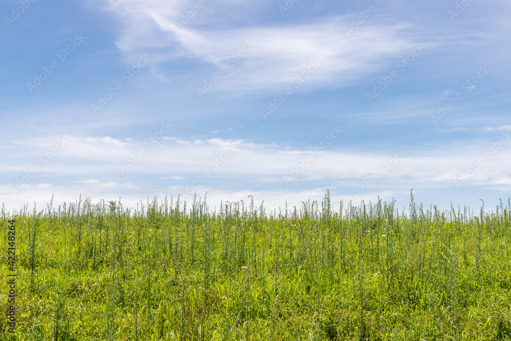 Fototapeta premium Farm field and blue sky