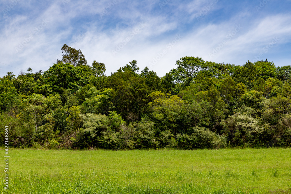 Obraz premium Forest and farm field