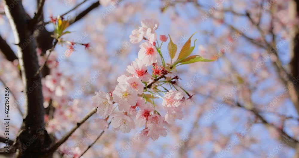 ピンク色の花びらが綺麗な満開の桜