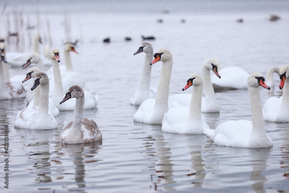 Obraz premium White swan flock in spring water. Swans in water. White swans. Beautiful white swans floating on the water. swans in search of food. selective focus
