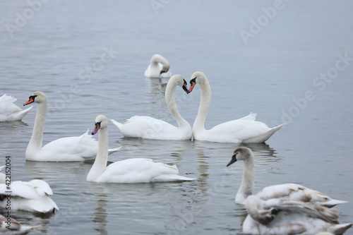 White swan flock in spring water. Swans in water. White swans. Beautiful white swans floating on the water. swans in search of food. selective focus