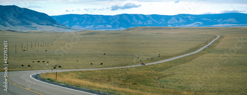 Highway and herd of cows in the Wyoming Highlands, USA photo