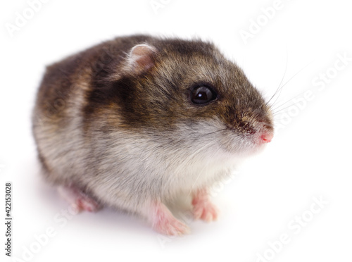 Small domestic hamster.