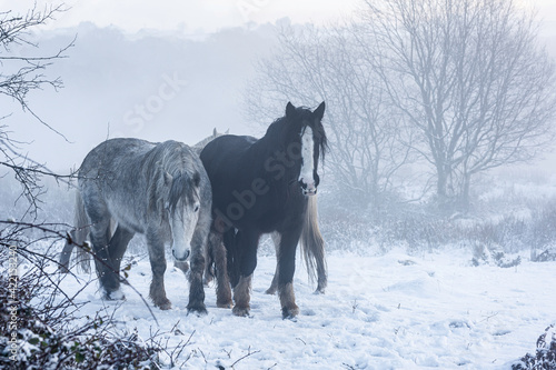 Wild horses in the Welsh hills. It is a winters day, and the ground is covered in snow, with a hazy light all around