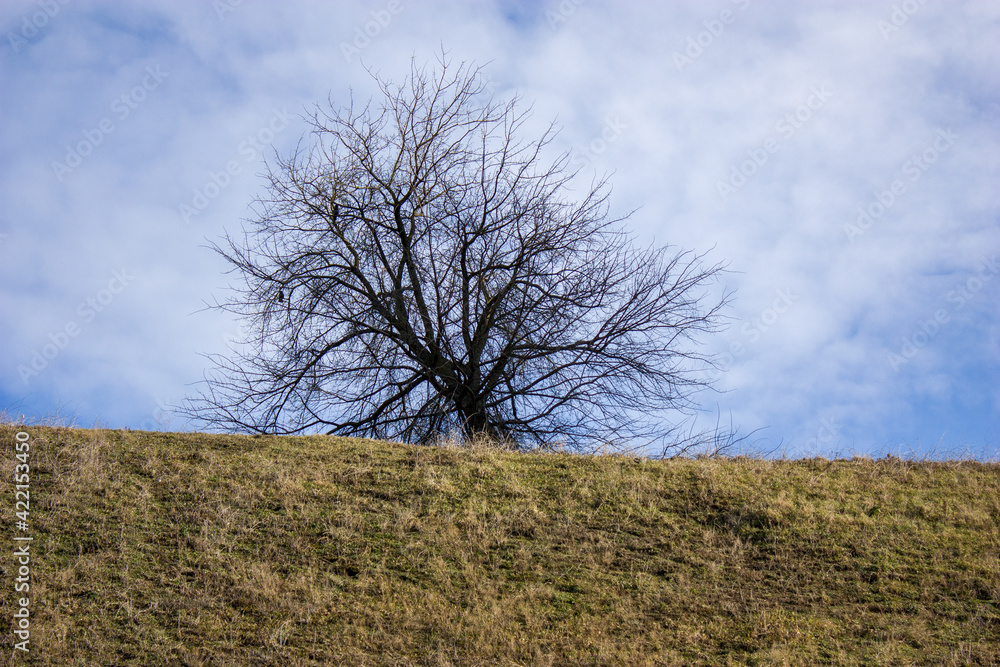 Spring landscape: A bright blue sky with white clouds and the silhouette of a tree on top of a hill against this sky. Spring landscape: A bright blue sky with white clouds and the silhouette of a tree on top of a hill against this sky.