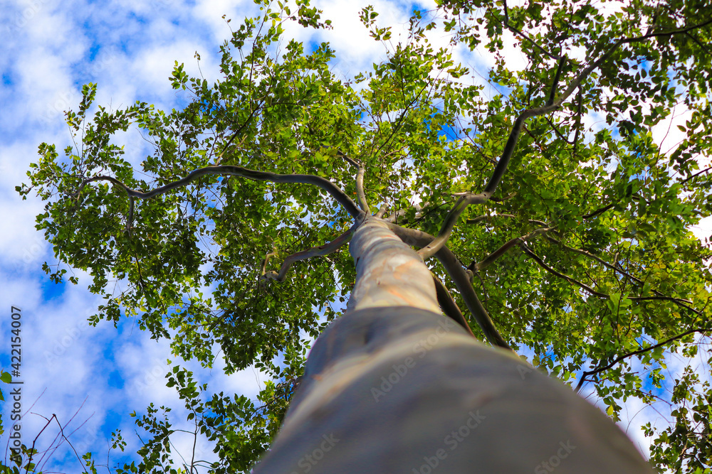 Fototapeta premium TREE