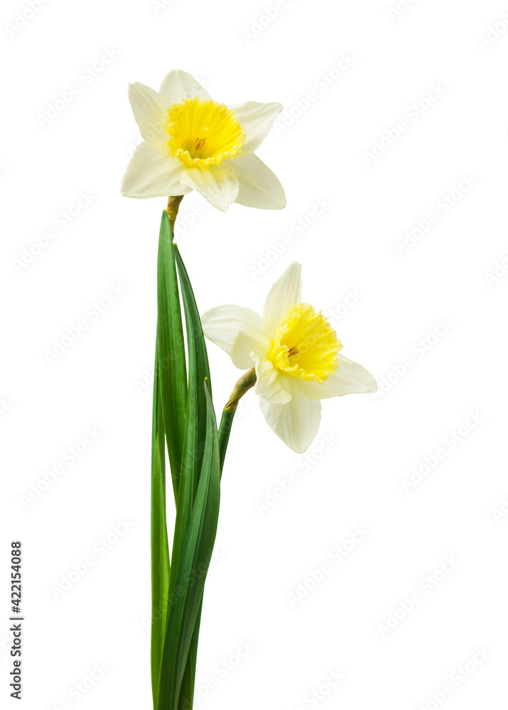 jasmine white flower isolated on white background jasmine white flower isolated on white background