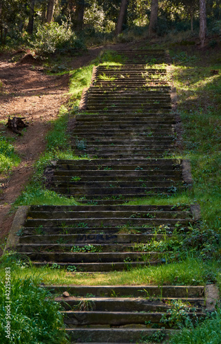 Lush forest landscape with stairs.