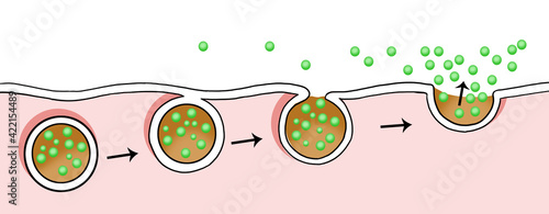 exocytosis. The cell transports proteins into the cell. Cell transports molecules out of the cell. photo