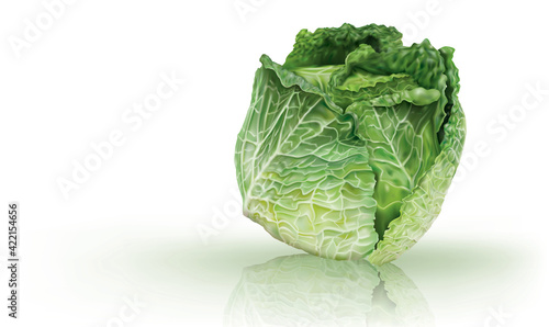 Head of Savoy Cabbage