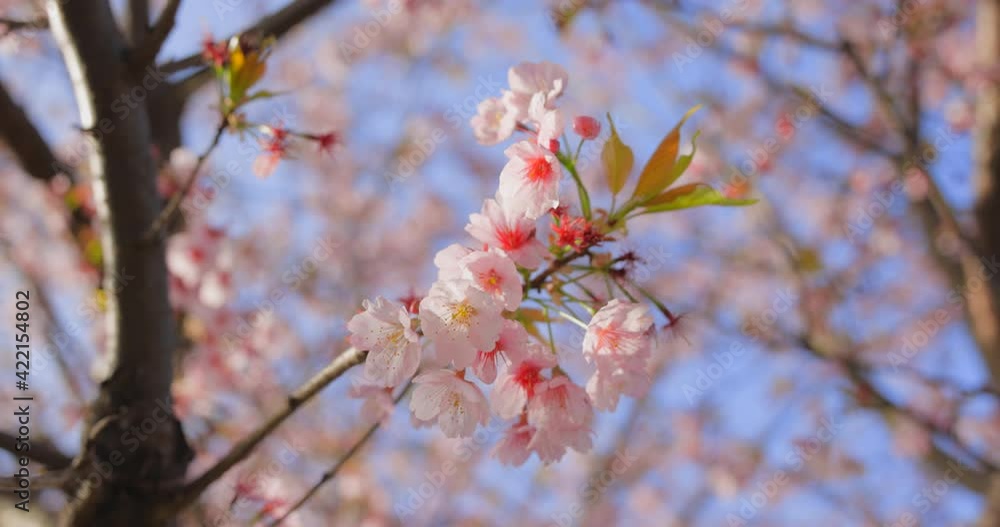 ピンク色の花びらが綺麗な満開の桜 ピンク色の花びらが綺麗な満開の桜
