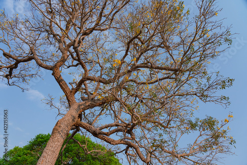 The Golden trumpet tree (Handroanthus chrysotrichus)