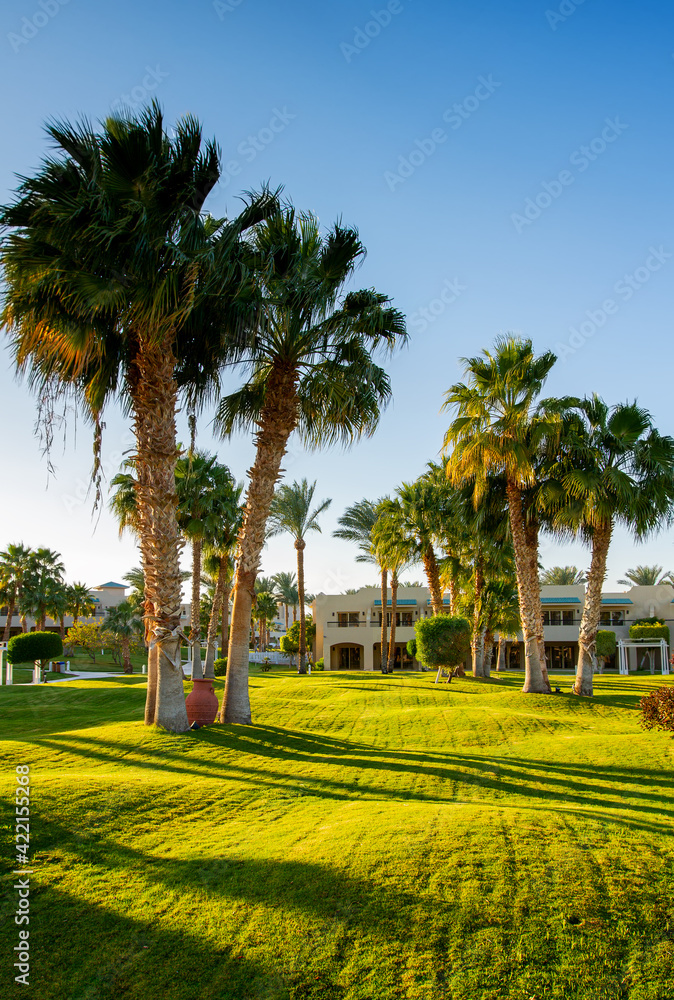beautiful palm trees and a green lawn in the rays of the sunset. evening, winter, Sharm el sheikh, Egypt beautiful palm trees and a green lawn in the rays of the sunset. evening, winter, Sharm el sheikh, Egypt