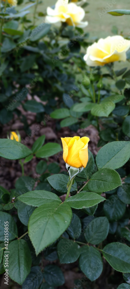 natural yellow flower rose with green leaves close up,beautiful green environment, natural yellow flower rose with green leaves close up,beautiful green environment,