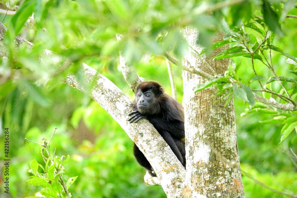 Faune du Costa Rica Faune du Costa Rica