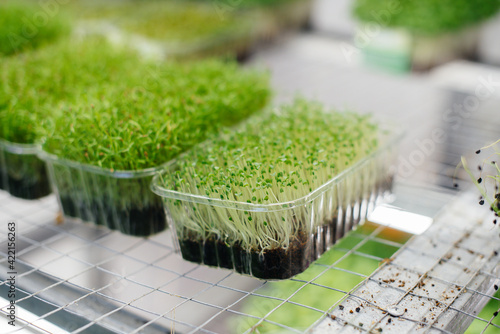 Juicy and young sprouts of micro greens in the greenhouse. Growing seeds. Healthy eating