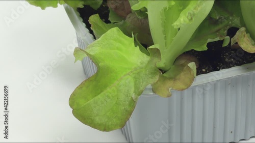 Trento red lettuce salad red lettuce salad