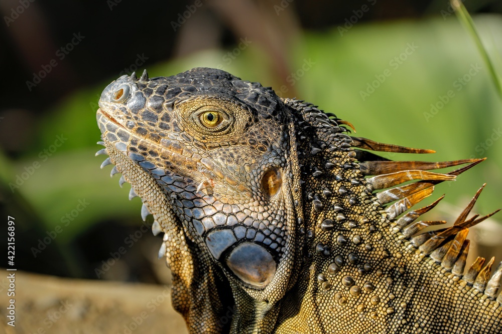 Obraz premium Faune du Costa Rica