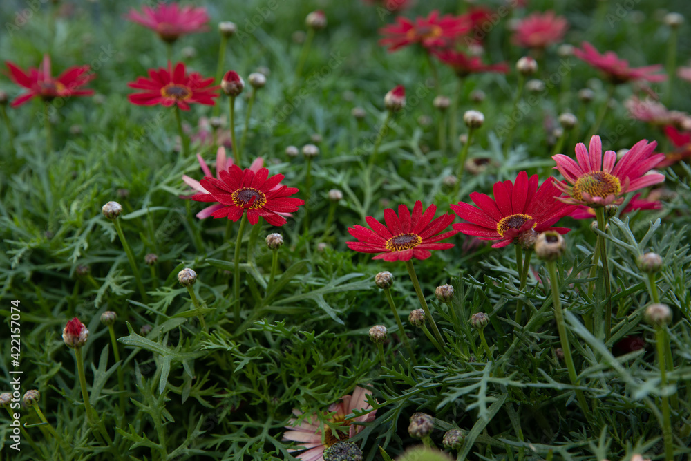 Beautifully blooming Dimorphoteca or African daisies in red color outdoor in the greek garden - springtime.
