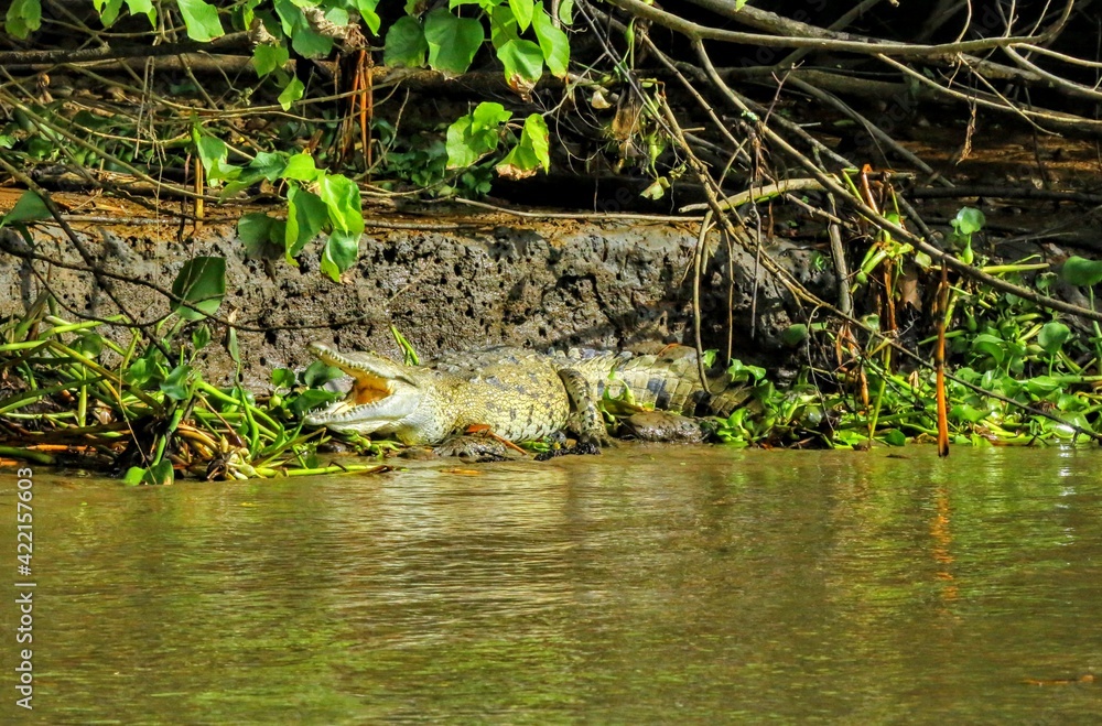 Faune tropicale du Costa Rica