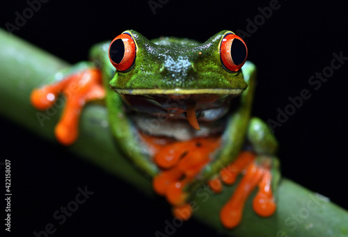 Eye in eye with red-eyed treefrog Agalychnis callidryas (Anura: Phyllomedusidae) in the neotropical rainforest (Tirimbina, Costa Rica)