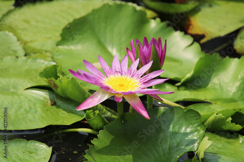 Water lily blooms in the lake.