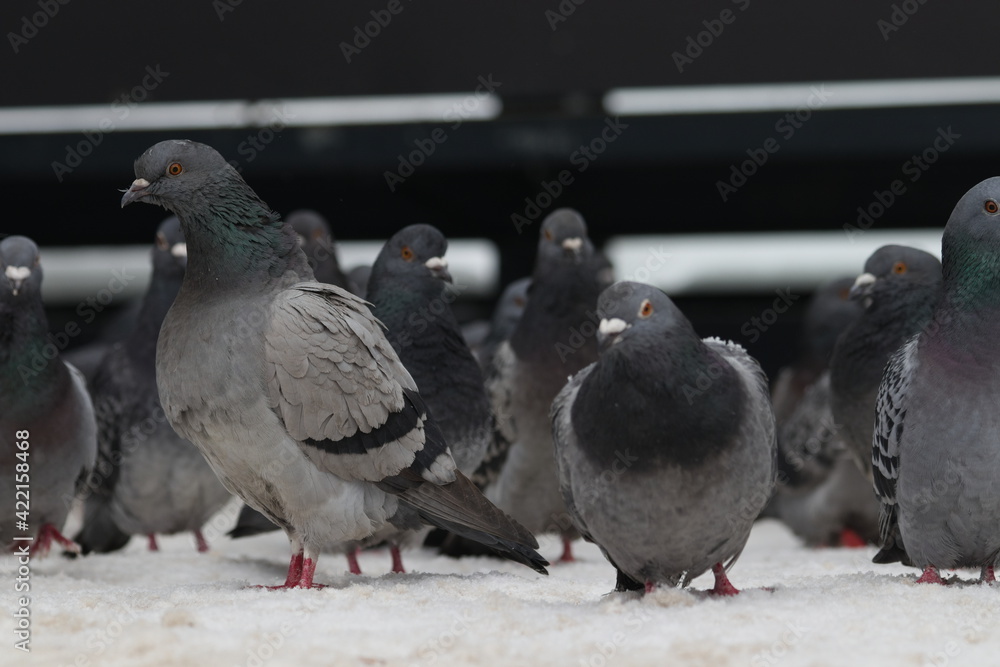 Obraz premium The leader of the pigeons at the front