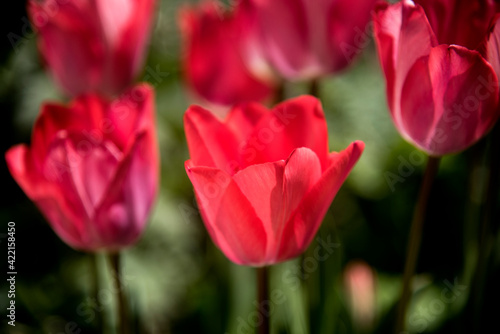 red tulips  elegant close up backlit