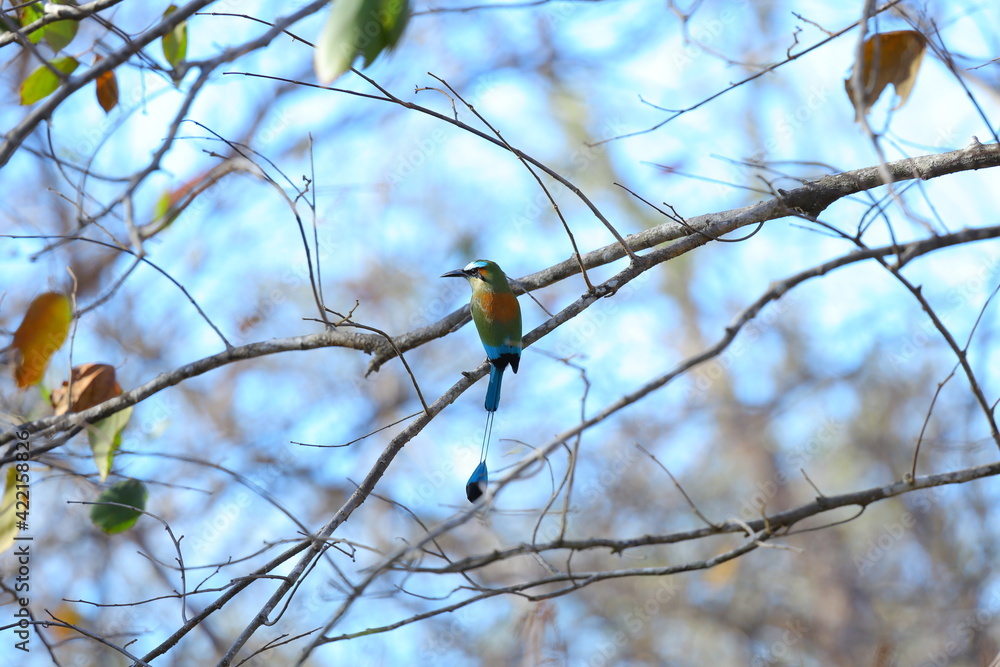 Oiseaux tropicaux du Costa Rica, Amérique Centrales Oiseaux tropicaux du Costa Rica, Amérique Centrales