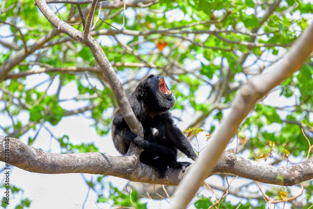Faune du Costa Rica