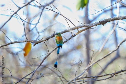 Oiseaux tropicaux du Costa Rica, Amérique Centrales